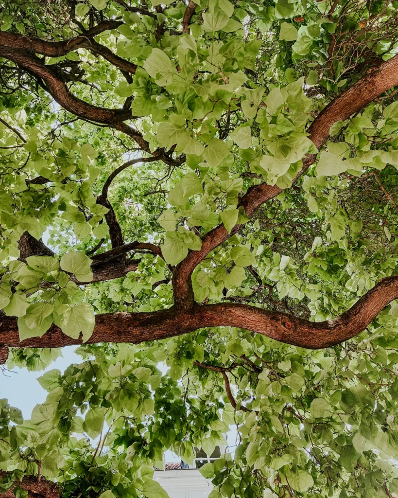 Abkühlung in Maastricht unter einem Baum