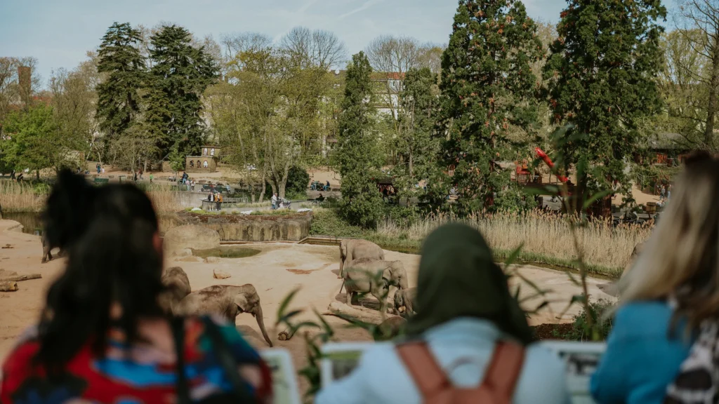 Eine Gruppe von Menschen betrachtet Elefanten im Kölner Zoo